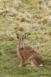 Brown Hare Images by Neil Salisbury Betty Fold Gallery