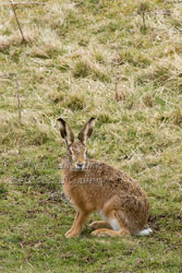 Brown Hare Images by Neil Salisbury Betty Fold Gallery