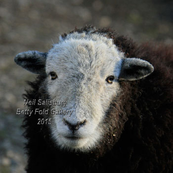 Herdwick Photography by Betty Fold Gallery