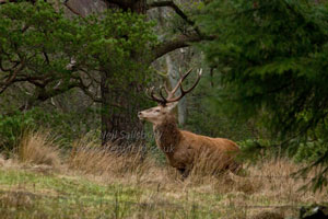 Wildlife Photography Red Deer by Betty Fold Gallery