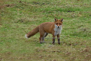 Cumbrian Wildlife Photographer Neil Salisbury Fox Photographs