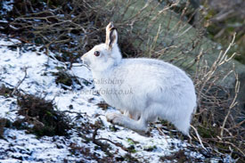 White Hare Photography by Betty Fold Gallery