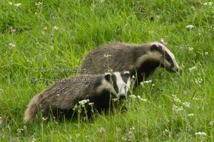 Badger pictures by Betty Fold Gallery