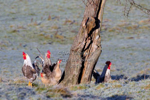 Wildlife Photography by Betty Fold Gallery