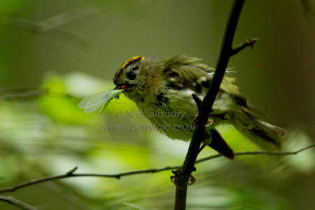 Goldcrest by wildlife photographer Neil Salisbury Betty Fold Gallery