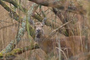Red Deer by Cumbrian Wildlife Photographer Neil Salisbury