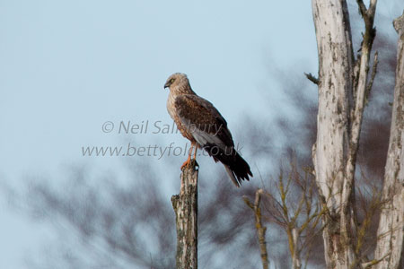 Marsh Harrier Photography by Cumbrian Photographer Neil Salisbury Betty Fold Gallery