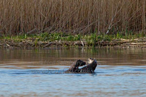 Otter photography by Neil Salisbury Betty Fold Gallery