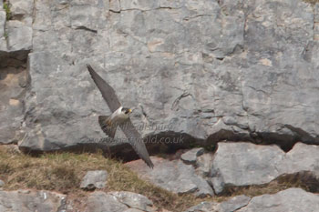 Peregrine Falcons by Betty Fold Gallery