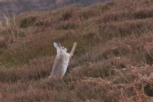 Wlidlife Photographer Neil Salisbury White Mountain Hare