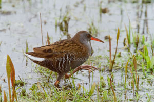 Bird Photography by Betty Fold Gallery