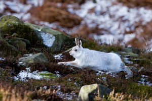 White Hare Prints by Wildlife Photographer Neil Salisbury