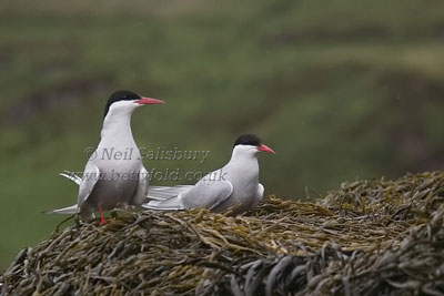 Arctic Terns by Betty Fold Gallery