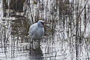 Wild Bird Photography by Betty Fold Gallery