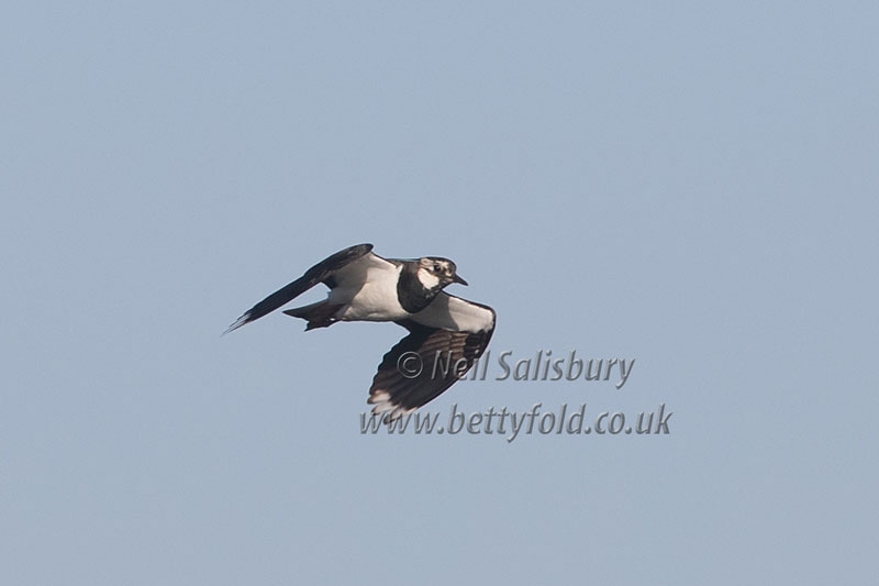 Lapwing Photography by Betty Fold Galery