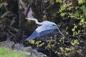 Heron Photography by Betty Fold Gallery of Hawkshead