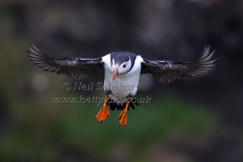 Puffins by Betty Fold Gallery