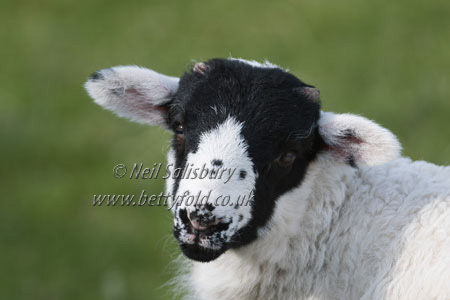 Swaledale Sheep Photography by Betty Fold Gallery