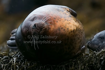 Common Seals by Betty Fold Gallery