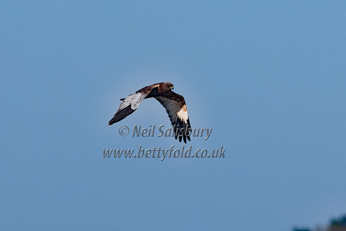 Marsh Harriers by Betty Fold Gallery