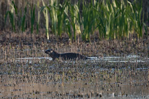 Otter photography by Betty Fod Gallery