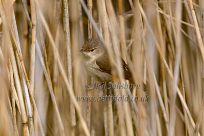 Bird Images by Betty Fold Gallery