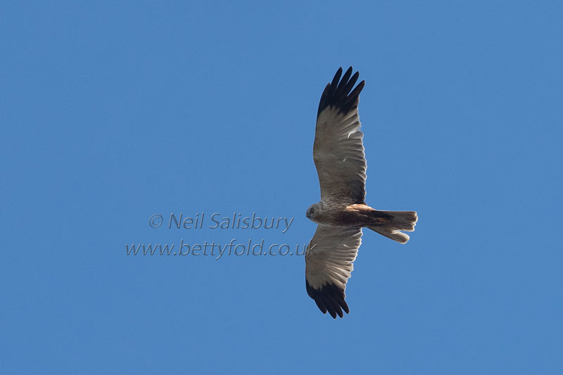 Marsh Harriers by Betty Fold Gallery