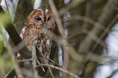 Owl photography by Betty Fold Gallery