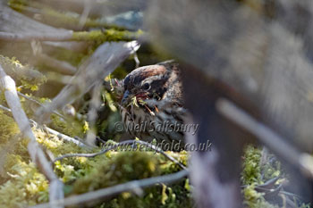 Reed Bunting images by Betty Fold Gallery