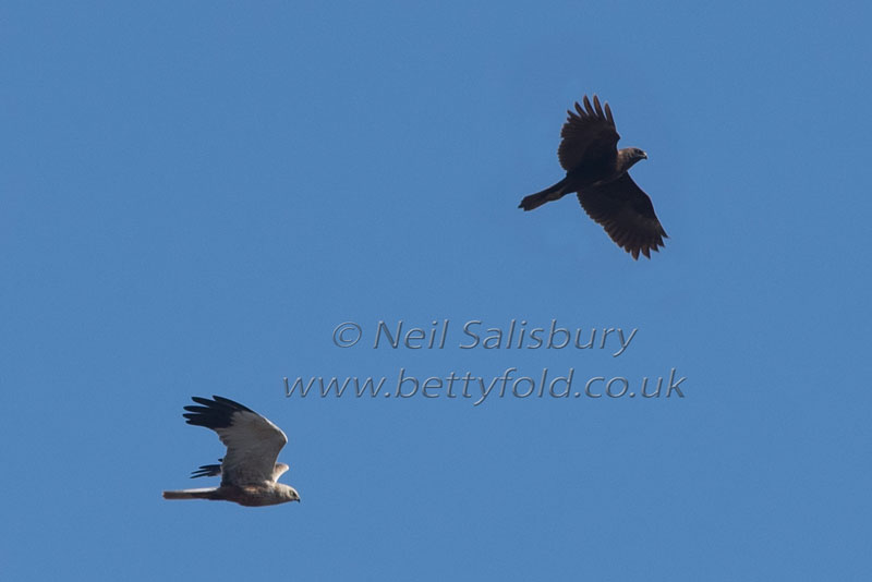 Marsh Harrier photography by Betty Fold Gallery