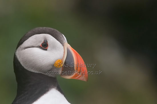 Puffins by Betty Fold Gallery