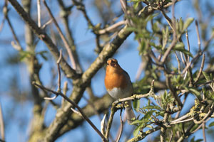 Wild Bird Photography by Betty Fold Gallery