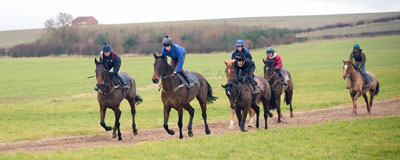 Point to Point Horses by Betty Fold Gallery