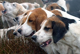 Close up of fell hounds by Neil Salisbury