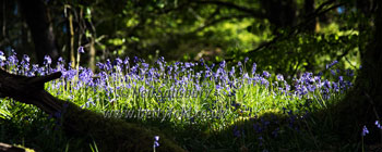 Lakeland Bluebells by Betty Fold Gallery