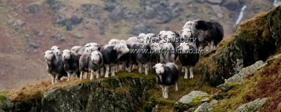 Herdwick Photography by Betty Fold Gallery