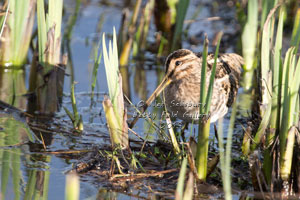 Snipe Photography by Betty Fold Gallery