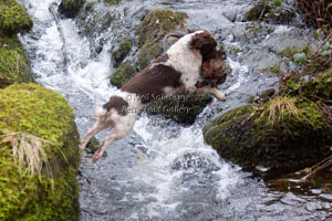 Springer Spaniel Photography by Betty Fold Gallery