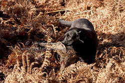 Black Labrador Photographs by Betty Fold Gallery