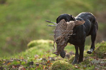 Retriever images by shooting photographer Neil Salisbury of Betty Fold Gallery