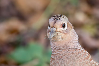 Pheasant Photography by Cumbrian Shooting Photographer Neil Salisbury