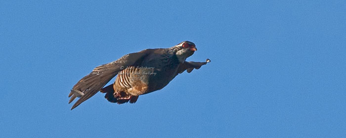 Partridge and wildbird photography by Betty Fold Gallery Hawkshead Cumbria