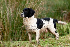 Gundog Pictures from Shooting Photographer Neil Salisbury