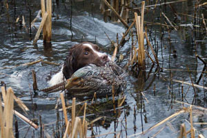 Springer Spaniels by Neil Salisbury Shooting Photographer