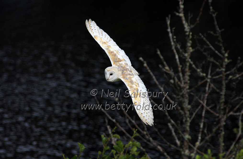 Owl Photography by Betty Fold Gallery