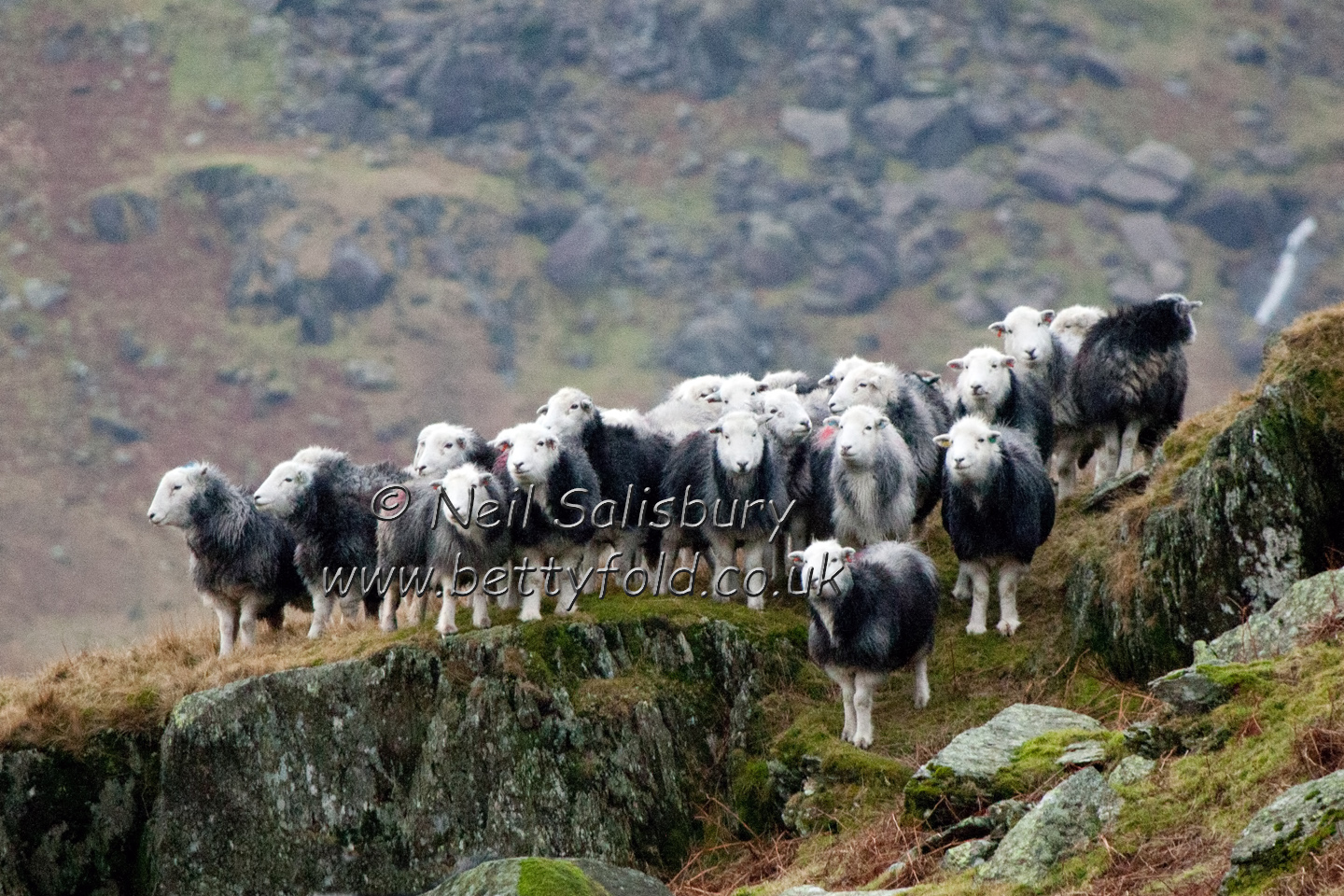 Herdwicks by Betty Fold Gallery