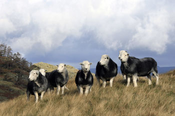 Herdwicks by Betty Fold Gallery