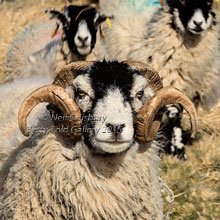 Sheep Photography by Betty Fold Gallery