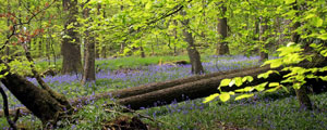 Lakeland Images by Betty Fold Gallery