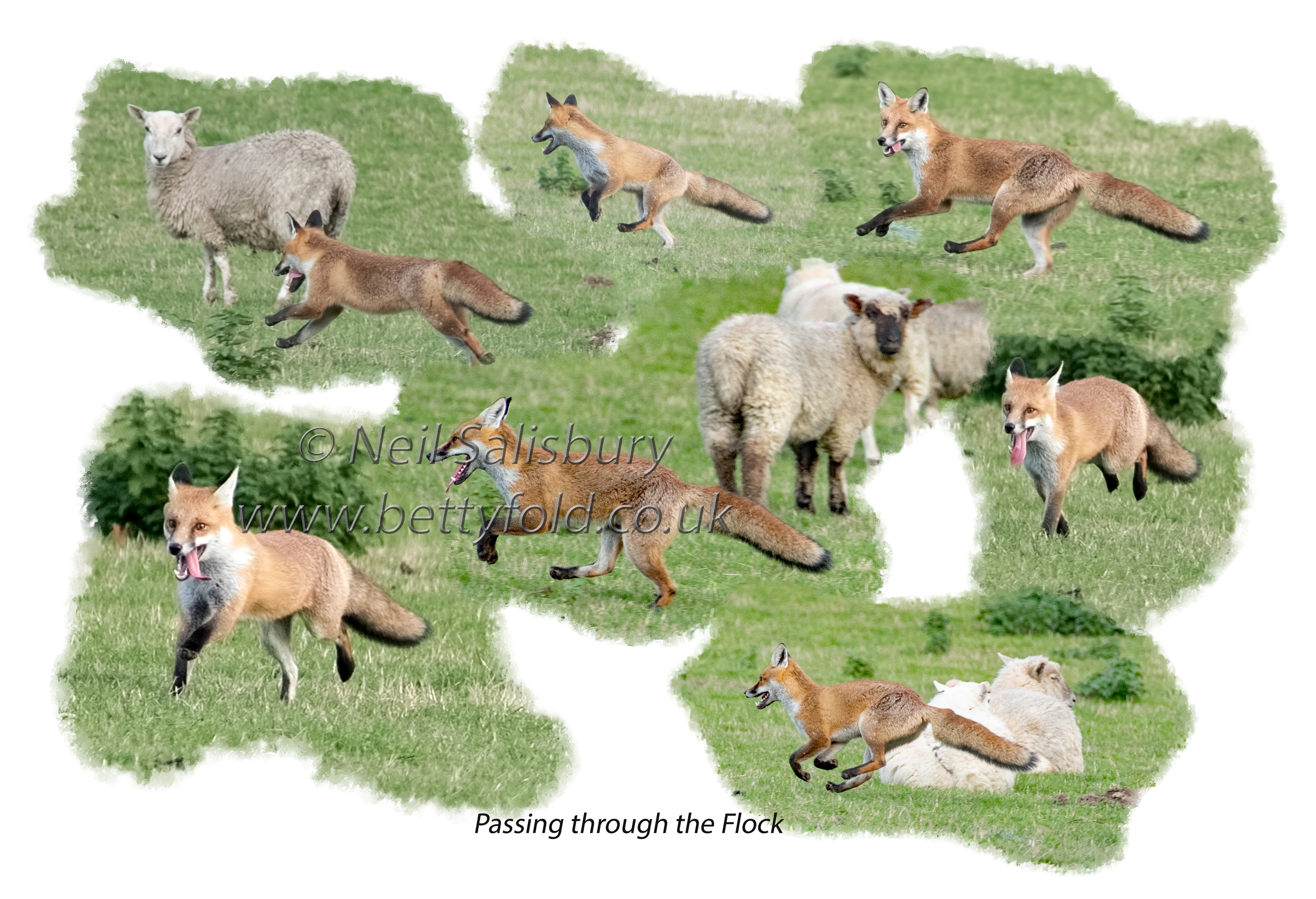 Fox photography by Betty Fold Gallery